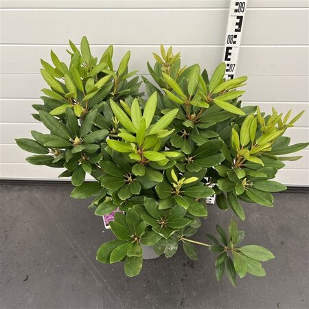 Rhododendron 'Catawb. Boursault' PAARS 50-60 cm cont. 7,5L - afbeelding 4
