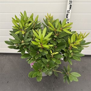 Rhododendron 'Catawb. Boursault' PAARS 50-60 cm cont. 7,5L - afbeelding 4