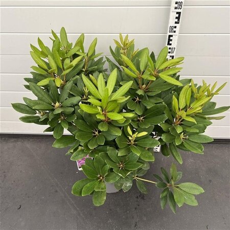 Rhododendron 'Catawb. Boursault' PAARS 50-60 cm cont. 7,5L - afbeelding 1