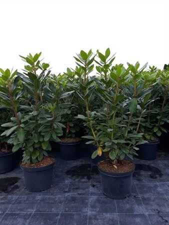 Rhododendron 'Catawb. Boursault' PAARS 60-70 cm cont. 10L - afbeelding 1