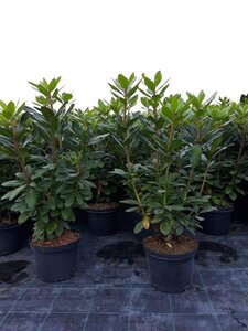 Rhododendron 'Catawb. Boursault' PAARS 60-70 cm cont. 10L