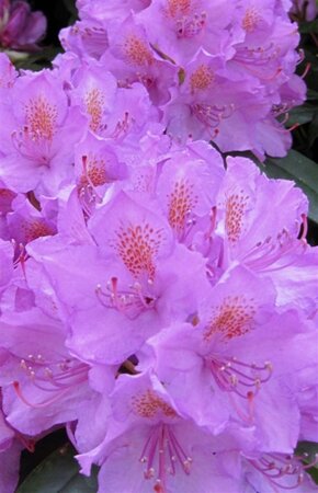 Rhododendron 'Catawb. Boursault' PAARS 60-70 cm cont. 10L - afbeelding 2