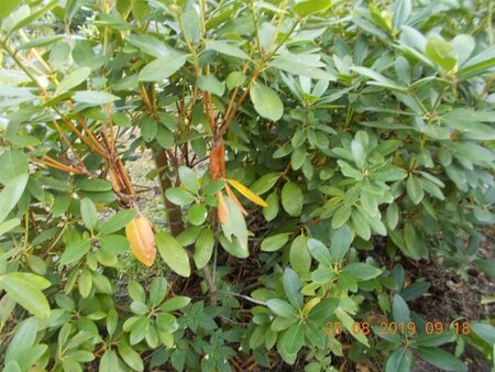 Rhododendron 'Catawbiense Grandiflorum' PAARS 140-160 cm met kluit - afbeelding 4