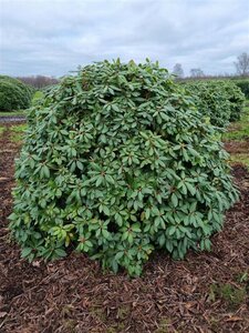 Rhododendron 'Catawbiense Grandiflorum' PAARS 140-160 cm met kluit - afbeelding 2