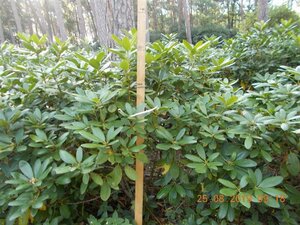 Rhododendron 'Catawbiense Grandiflorum' PAARS 140-160 cm met kluit - afbeelding 5