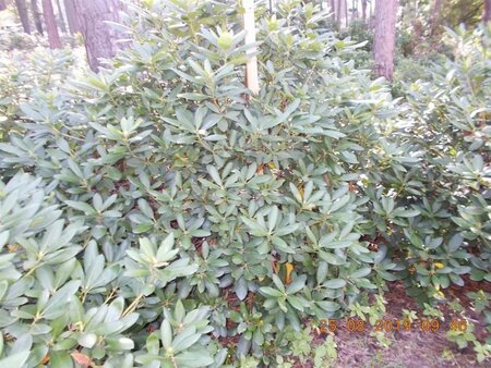 Rhododendron 'Catawbiense Grandiflorum' PAARS 140-160 cm met kluit - afbeelding 3