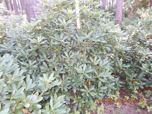 Rhododendron 'Catawbiense Grandiflorum' PAARS 140-160 cm met kluit - afbeelding 3
