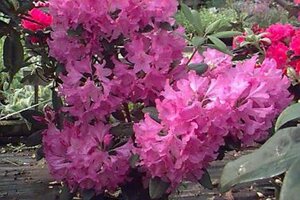 Rhododendron 'Catawbiense Grandiflorum' PAARS 30-40 cm cont. 5,0L - afbeelding 4