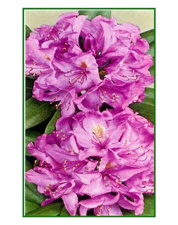 Rhododendron 'Catawbiense Grandiflorum' PAARS 30-40 cm cont. 5,0L - afbeelding 5