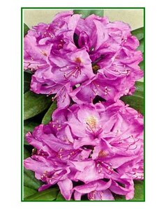 Rhododendron 'Catawbiense Grandiflorum' PAARS 30-40 cm cont. 5,0L - afbeelding 5