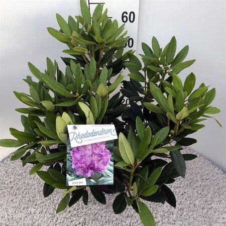 Rhododendron 'Catawbiense Grandiflorum' PAARS 30-40 cm cont. 5,0L - afbeelding 2