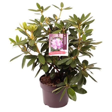 Rhododendron 'Catawbiense Grandiflorum' PAARS 30-40 cm cont. 5,0L - afbeelding 4
