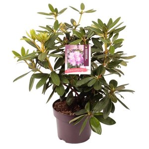 Rhododendron 'Catawbiense Grandiflorum' PAARS 30-40 cm cont. 5,0L - afbeelding 4