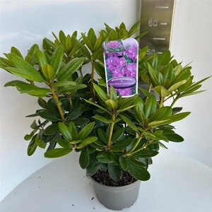 Rhododendron 'Catawbiense Grandiflorum' PAARS 30-40 cm cont. 5,0L - afbeelding 5