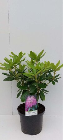 Rhododendron 'Catawbiense Grandiflorum' PAARS 30-40 cm cont. 5,0L - afbeelding 2