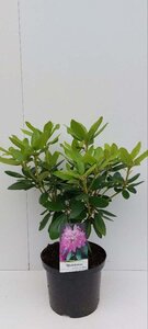 Rhododendron 'Catawbiense Grandiflorum' PAARS 30-40 cm cont. 5,0L - afbeelding 2
