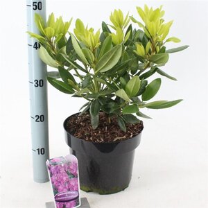 Rhododendron 'Catawbiense Grandiflorum' PAARS 30-40 cm cont. 5,0L - image 3