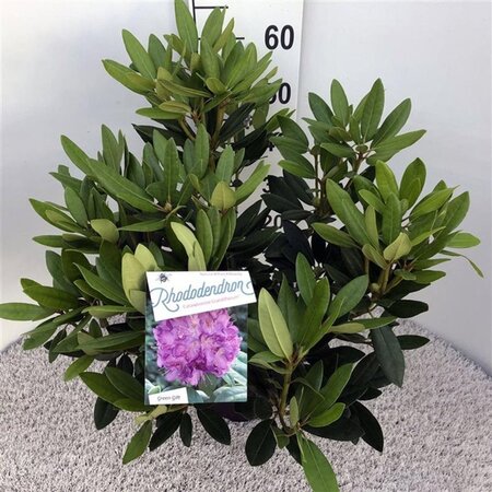 Rhododendron 'Catawbiense Grandiflorum' PAARS 30-40 cm cont. 5,0L - image 6
