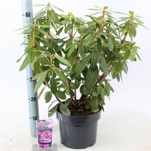 Rhododendron 'Catawbiense Grandiflorum' PAARS 30-40 cm cont. 5,0L - image 4