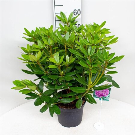 Rhododendron 'Catawbiense Grandiflorum' PAARS 30-40 cm cont. 5,0L - image 2