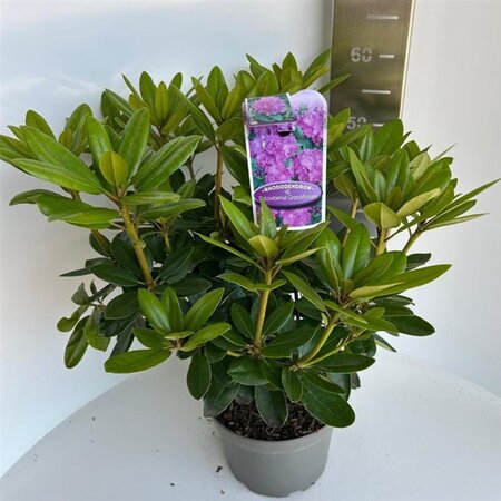 Rhododendron 'Catawbiense Grandiflorum' PAARS 30-40 cm cont. 5,0L - image 5