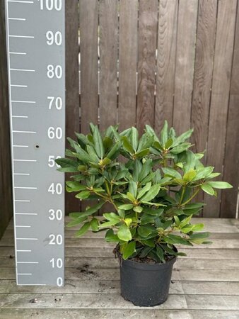 Rhododendron 'Catawbiense Grandiflorum' PAARS 30-40 cm cont. 5,0L - image 8