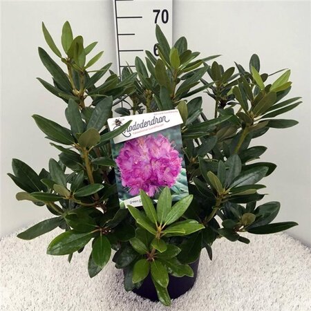 Rhododendron 'Catawbiense Grandiflorum' PAARS 50-60 cm cont. 10L - afbeelding 3