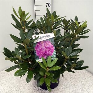 Rhododendron 'Catawbiense Grandiflorum' PAARS 50-60 cm cont. 10L - afbeelding 3