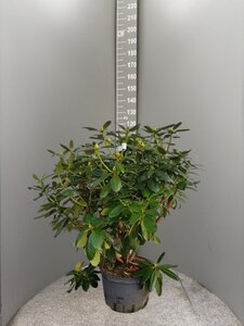 Rhododendron 'Catawbiense Grandiflorum' PAARS 80-100 cm cont. 15L - afbeelding 5