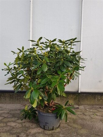 Rhododendron 'Catawbiense Grandiflorum' PAARS 80-100 cm cont. 15L - afbeelding 5