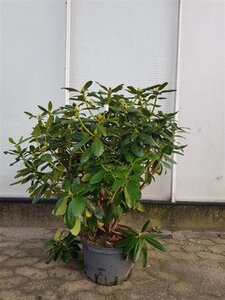Rhododendron 'Catawbiense Grandiflorum' PAARS 80-100 cm cont. 15L - afbeelding 5