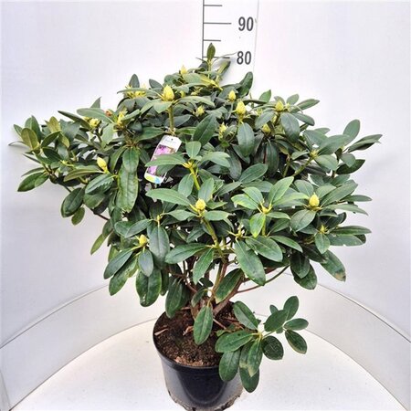 Rhododendron 'Catawbiense Grandiflorum' PAARS 80-100 cm cont. 15L - afbeelding 4