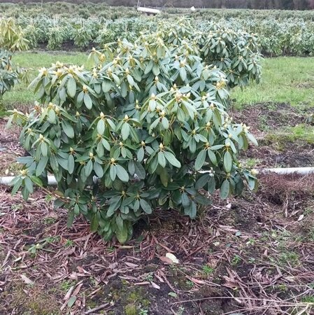 Rhododendron 'Catawbiense Grandiflorum' PAARS 80-90 cm met kluit - afbeelding 2