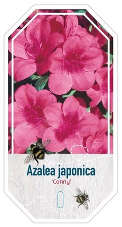 Rhododendron (AJ) 'Conny' ROZE 20-25 cm cont. 2,0L - afbeelding 2