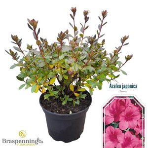 Rhododendron (AJ) 'Conny' ROZE 20-25 cm cont. 2,0L - afbeelding 1