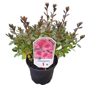 Rhododendron (AJ) 'Conny' ROZE 20-25 cm cont. 2,0L - afbeelding 3