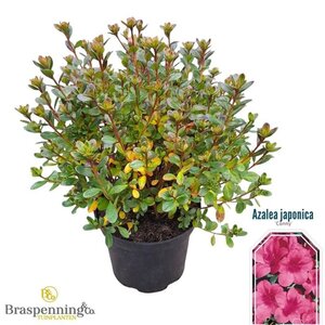 Rhododendron (AJ) 'Conny' ROZE 25-30 cm cont. 4,0L - afbeelding 1