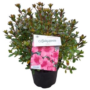 Rhododendron (AJ) 'Conny' ROZE 25-30 cm cont. 4,0L - afbeelding 2