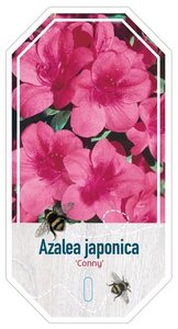 Rhododendron (AJ) 'Conny' ROZE 25-30 cm cont. 4,0L - afbeelding 3