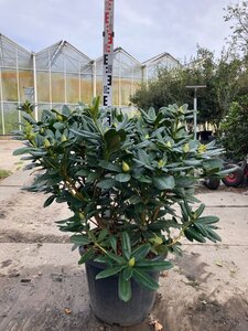 Rhododendron 'Cosmopolitan' ROZE 80-100 cm cont. 45L