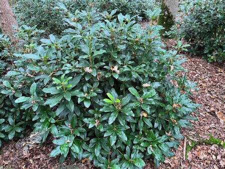 Rhododendron 'Cunningham's White' WIT 100-125 cm met kluit - afbeelding 2