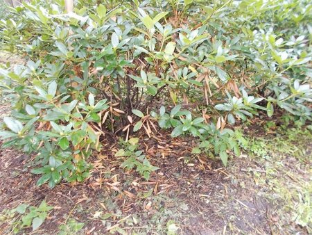 Rhododendron 'Cunningham's White' WIT 140-160 cm met kluit - afbeelding 18