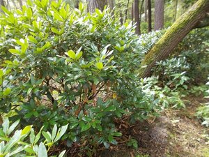 Rhododendron 'Cunningham's White' WIT 140-160 cm met kluit - afbeelding 13