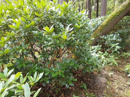Rhododendron 'Cunningham's White' WIT 140-160 cm met kluit - afbeelding 12