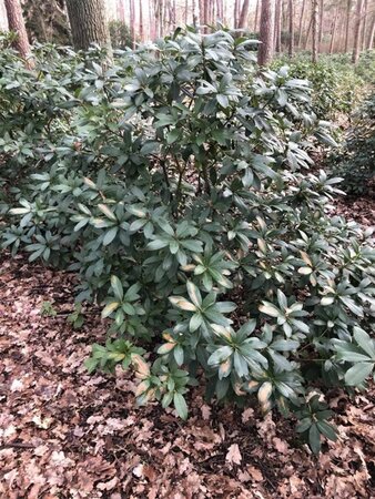 Rhododendron 'Cunningham's White' WIT 140-160 cm met kluit - afbeelding 11