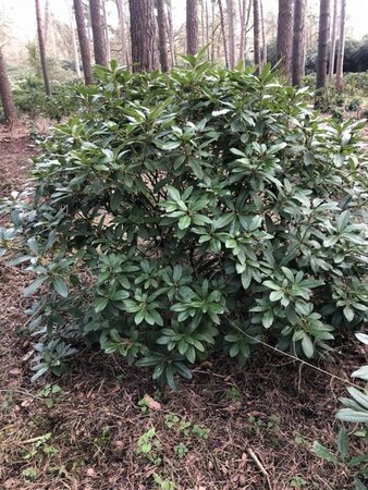 Rhododendron 'Cunningham's White' WIT 140-160 cm met kluit - afbeelding 10