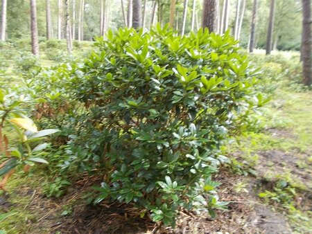Rhododendron 'Cunningham's White' WIT 140-160 cm met kluit - afbeelding 9