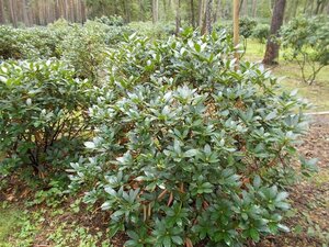 Rhododendron 'Cunningham's White' WIT 140-160 cm met kluit - afbeelding 17