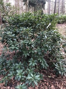 Rhododendron 'Cunningham's White' WIT 140-160 cm met kluit - afbeelding 8