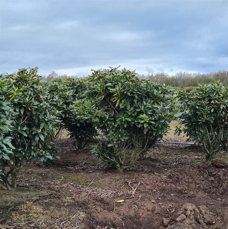 Rhododendron 'Cunningham's White' WIT 140-160 cm met kluit - afbeelding 15